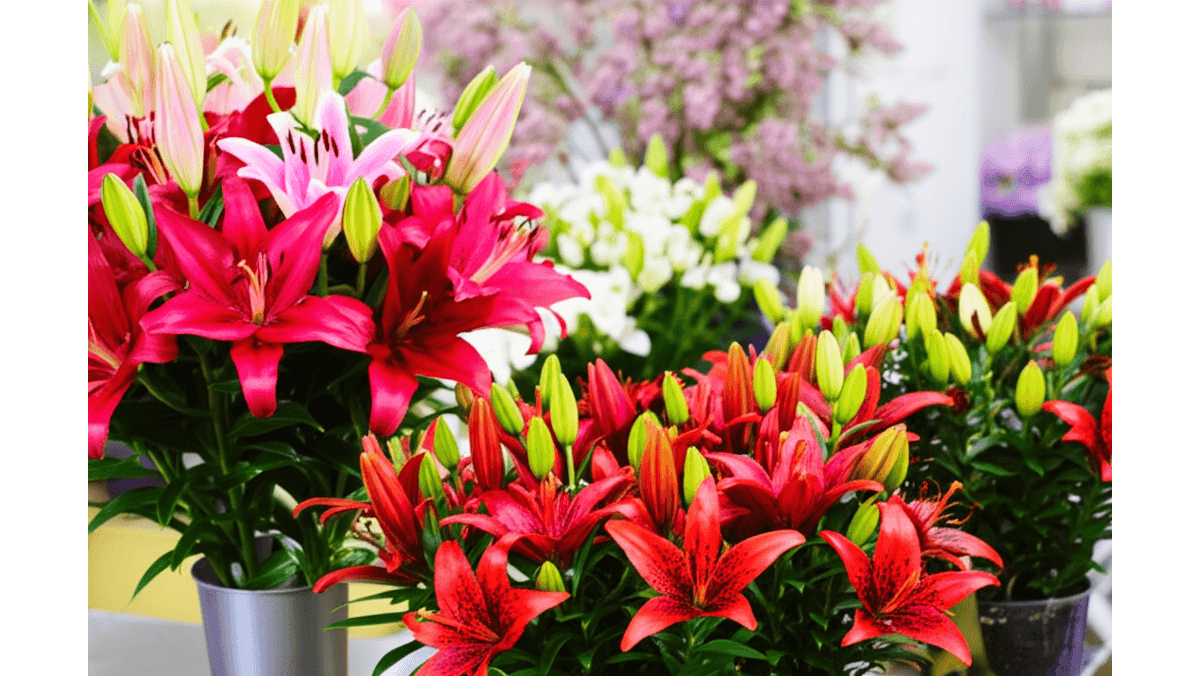 3款紅色百合花品種特徵_索爾邦_紅色魅力與羅賓娜的差異在哪