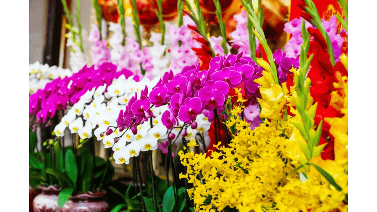 5種蘭花品種的花語_蝴蝶蘭_劍蘭等送禮指南_價格從300元到3000元不等