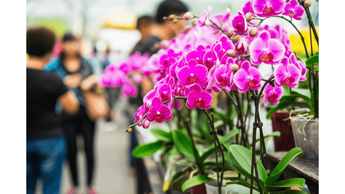 台北_台中地區開幕蘭花推薦_3家花店服務比較