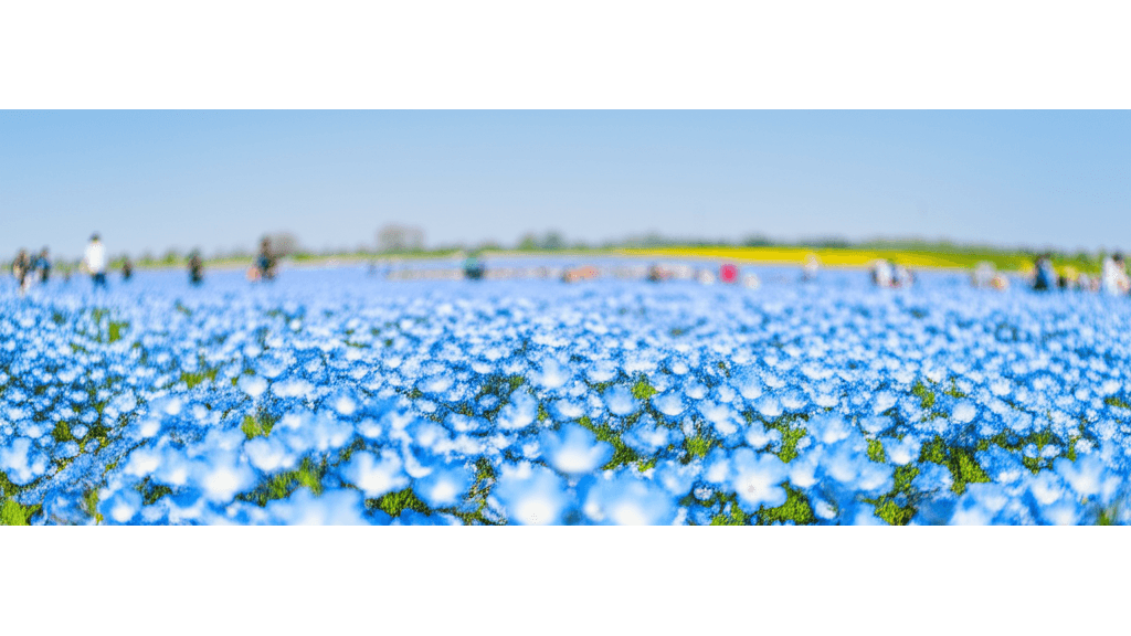 日本粉蝶花3大賞花勝地_國營常陸海濱公園_東京昭和紀念公園及大阪舞洲海濱公園