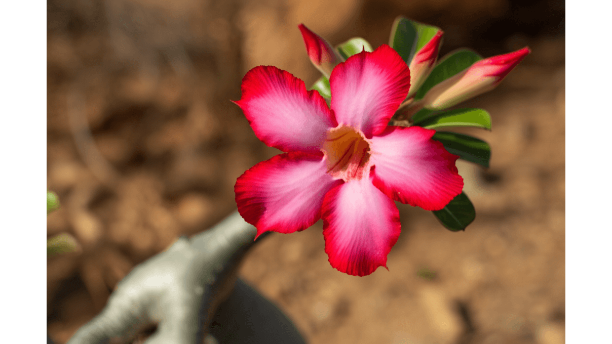 沙漠玫瑰學名_別稱與3大亞種_Adenium_obesum的植物學分類