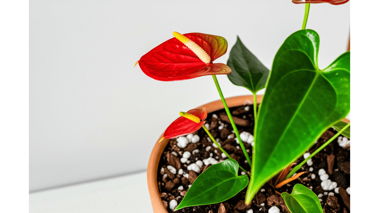 火鶴花構造解剖_苞片_肉穗花序與氣生根的奧秘