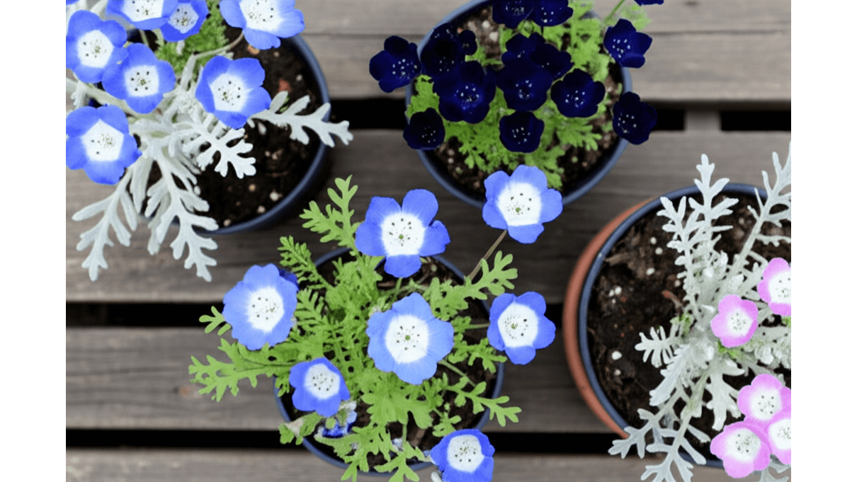 粉蝶花品種選擇_3個熱門品種特性與2個稀有品種_搭配種植建議與花盆_燈具選購