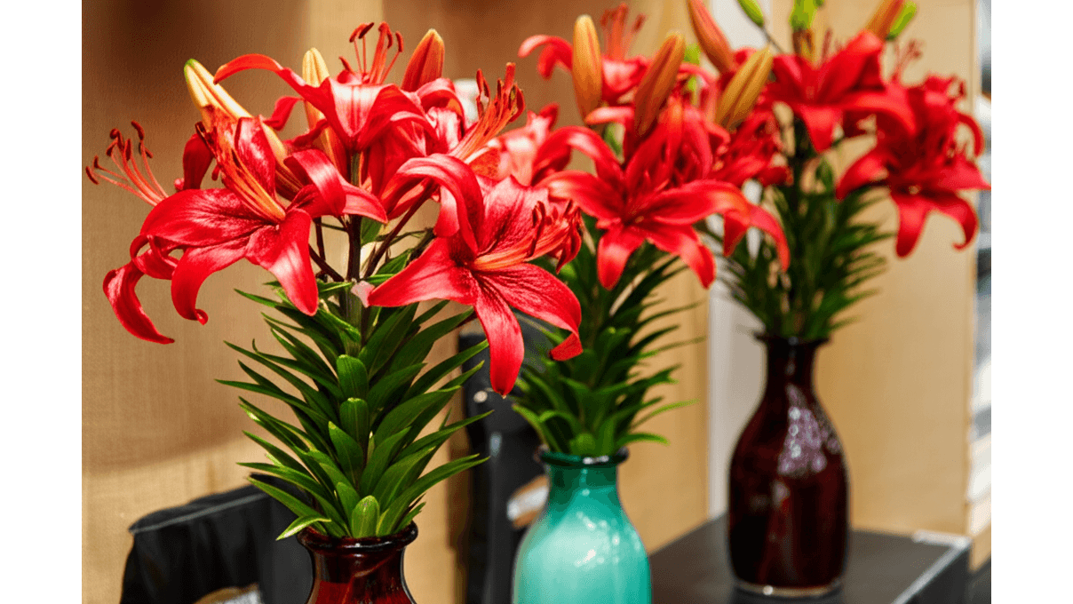 紅色百合花基本花語_熱情_愛與浪漫_送禮場合需謹慎