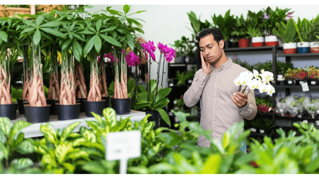 開幕盆栽價格比較_金錢樹_發財樹_蝴蝶蘭等價格區間分析