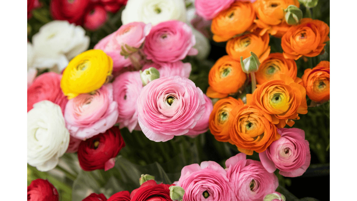 陸蓮花身世揭秘_學名Ranunculus_asiaticus_別名及科屬詳解