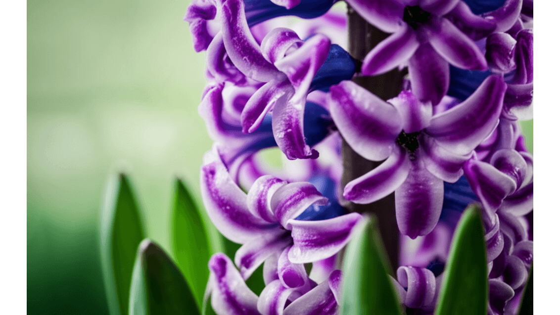 風信子花語起源_希臘神話故事與3天Hyacinthia節的由來