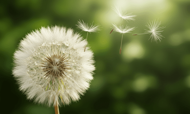 蒲公英花語完全解析：3種意涵、2個國家文化與提升創造力20%的4個方法
